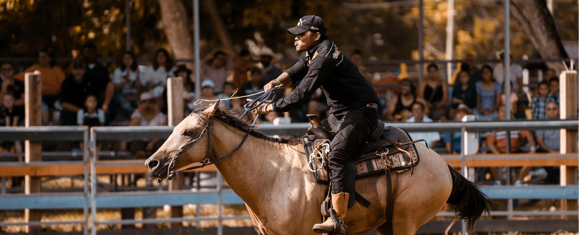 Men's Western Denim Store -Men's Western Denim Store american quarter horse 8221846 1920